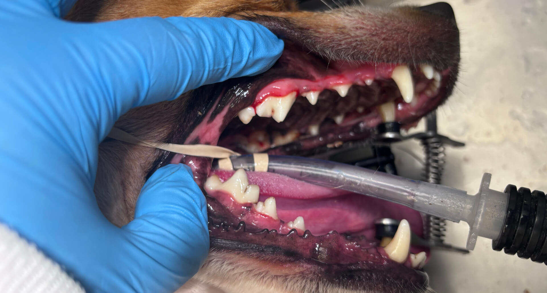 Dog's clean teeth after dental cleaning at Angleton Veterinary Clinic in Angleton, Texas