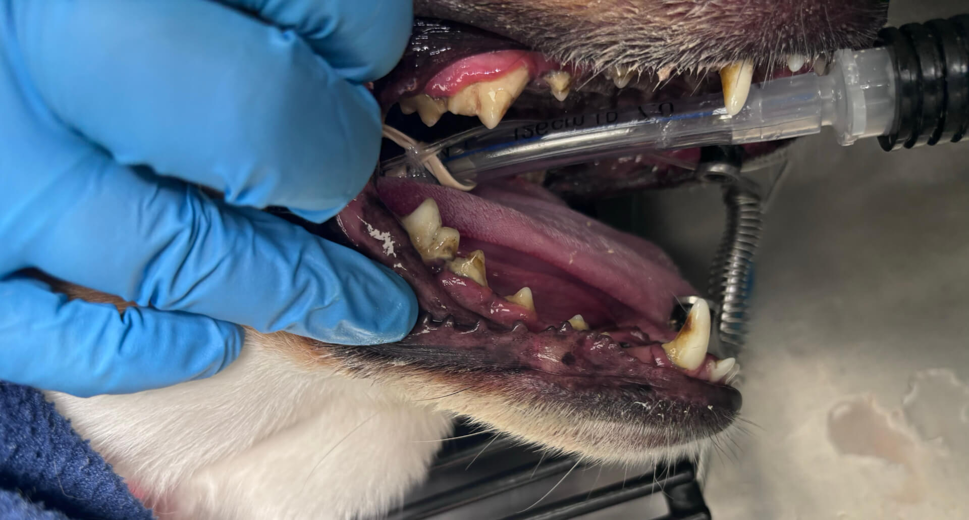 Dog's teeth with tartar buildup before dental cleaning at Angleton Veterinary Clinic in Angleton, Texas