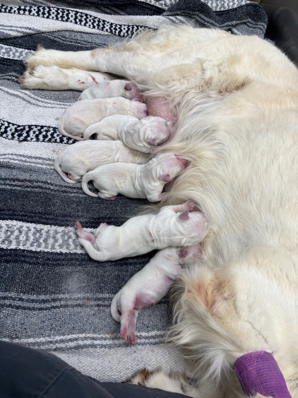 Newborn puppies nursing from their mother, pet reproduction services at Angleton Veterinary Clinic in Angleton, Texas